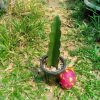 hylocereus dragon fruit cutting 10 to 15 cm high