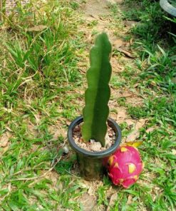 hylocereus dragon fruit cutting 10 to 15 cm high