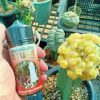 liquid insecticide 100cc for cactus anti spider mite scale insects