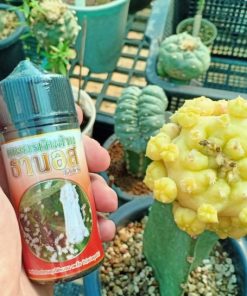 liquid insecticide 100cc for cactus anti spider mite scale insects
