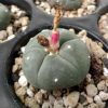 lophophora williamsii var texensis