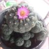 lophophora williamsii jourdaniana