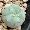 l w variety el carmen nuevo leon cactus 2 5 to 3cm diameter