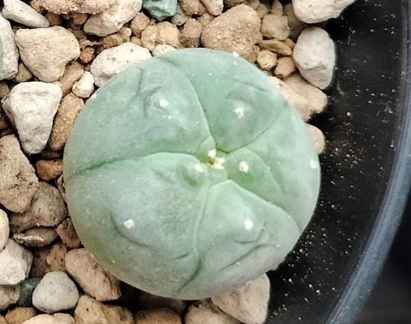 l w variety el carmen nuevo leon cactus 2 5 to 3cm diameter