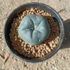 pot special lophophora for sale
