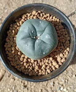 pot special lophophora for sale