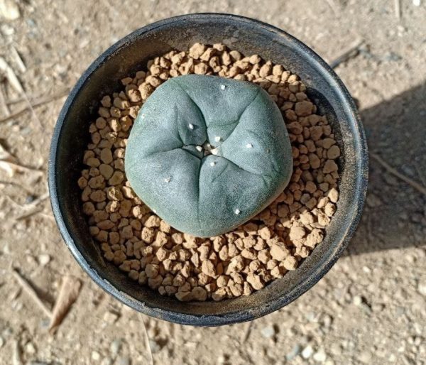 pot special lophophora for sale