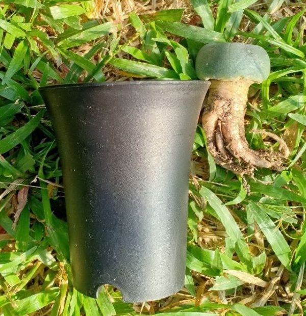 Pot special Lophophora-small size - Image 2