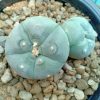 Lophophora Williamsii var texana