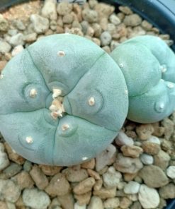 Lophophora Williamsii var texana