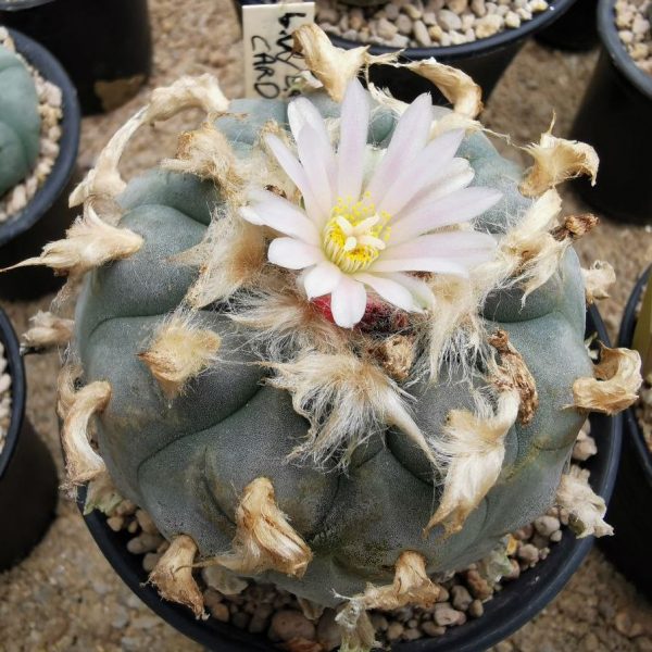 Lophophora williamsii variety La Cardona Zacatecas - Image 3