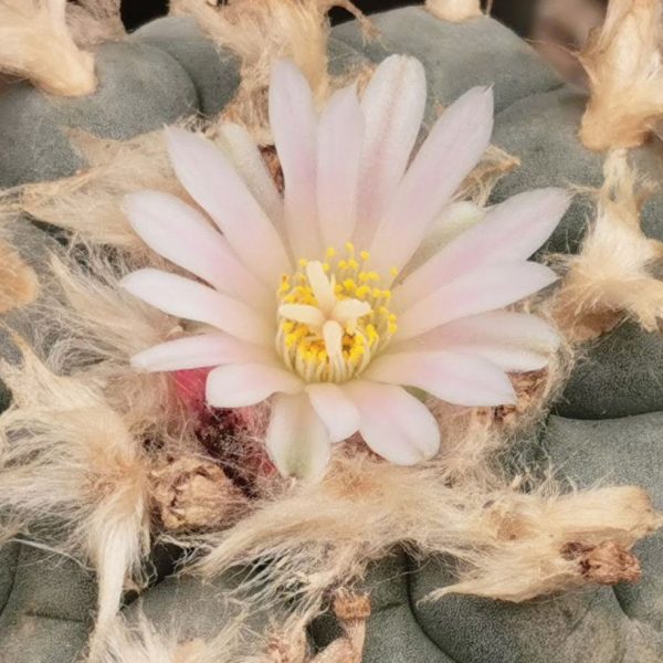 Lophophora williamsii variety La Cardona Zacatecas - Image 2