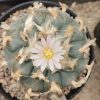 Lophophora williamsii variety La Cardona