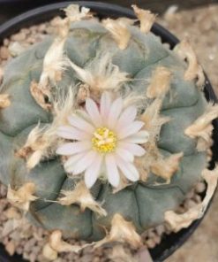 Lophophora williamsii variety La Cardona