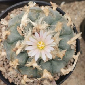 Lophophora williamsii variety La Cardona
