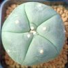 Lophophora Williamsii variety Ogata