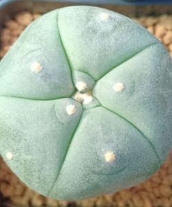 Lophophora Williamsii variety Ogata