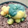 l w caespitosa variegated 10cm