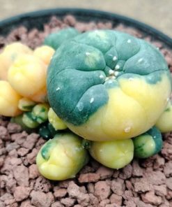 l w caespitosa variegated 10cm
