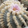 l w coahuila variety sierra santa rosa melchor muzquiz