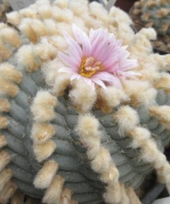 l w coahuila variety sierra santa rosa melchor muzquiz