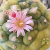 lophophora fricii variety yatagai