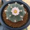 pot special lophophora large size