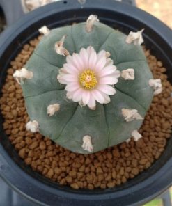 pot special lophophora large size
