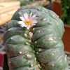 L.W Cristata