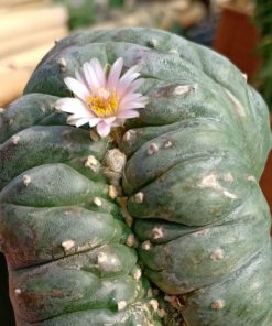 L.W Cristata