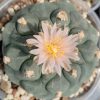 Lophophora Koehresii