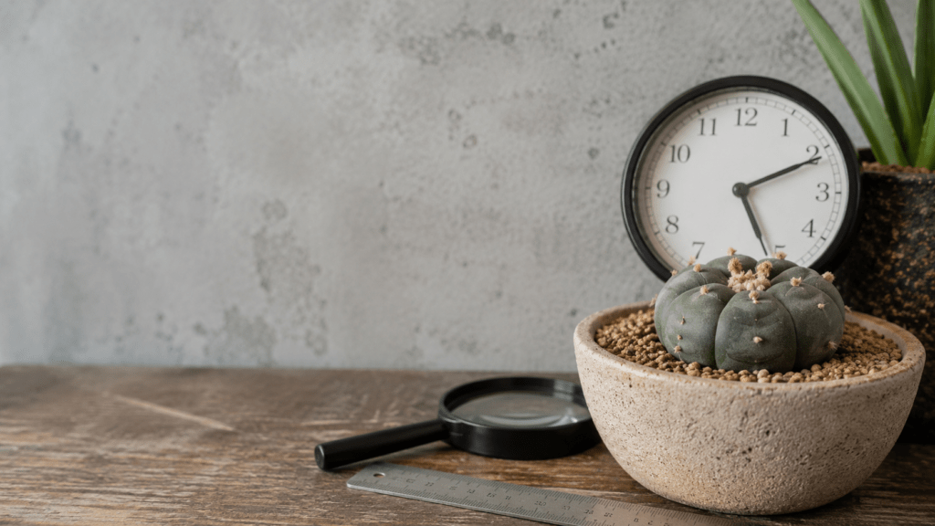 Why Lophophora Growth Is So Slow