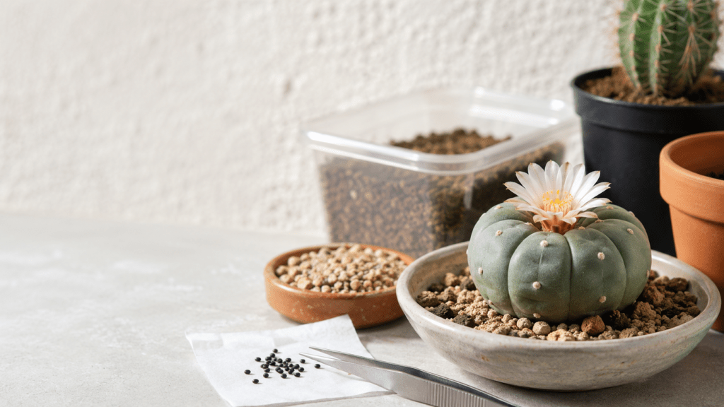 How to Grow Lophophora from Seed